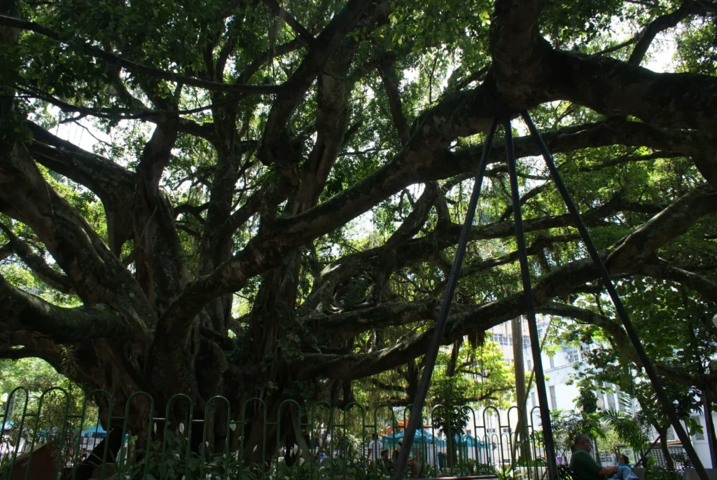 Praça XV de Novembro — Florianópolis, Santa Catarina