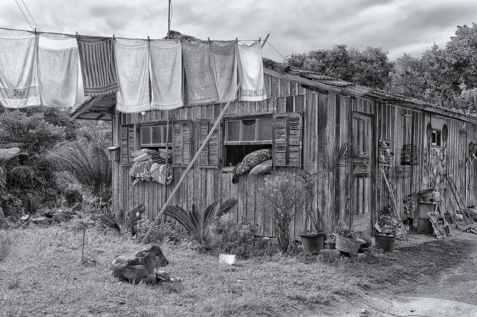 Casa de madeira com toalhas estendidas no varal e um bezerro deitado no gramado, na comunidade da Gamboa, em Garopaba (foto em preto e branco)
