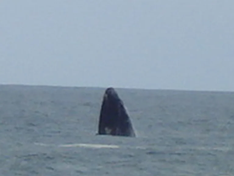 Nadadeira de baleia-franca acima da superfície do mar em Garopaba, em dia nublado
