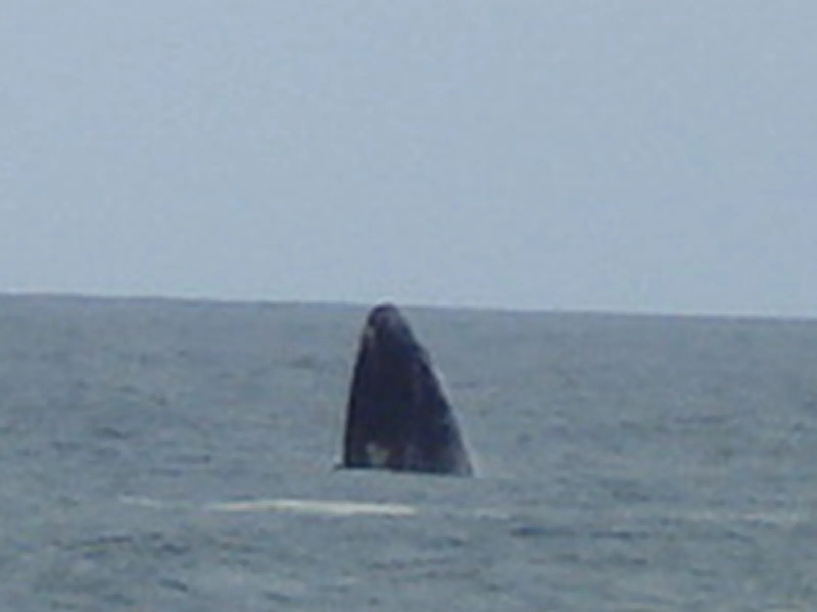 Baleia-franca no mar de Garopaba