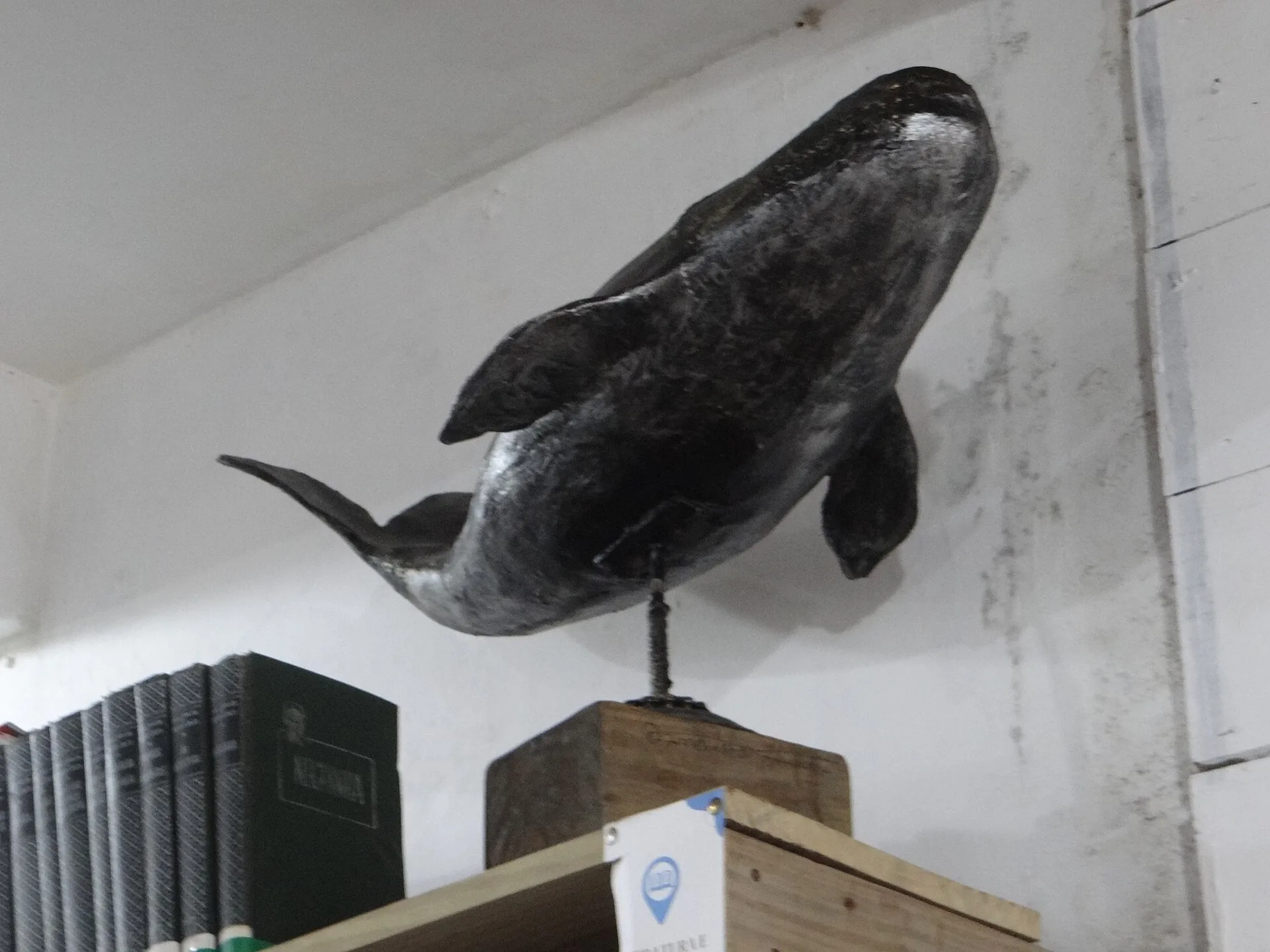 Escultura de baleia escura sobre uma base de madeira, ao lado de livros, no interior da Casa de Cultura de Garopaba