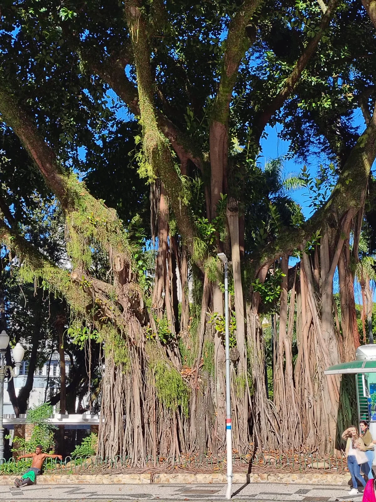 Árvore antiga de copa larga e muitas raízes aéreas na Praça XV de Novembro, com pedestres ao lado
